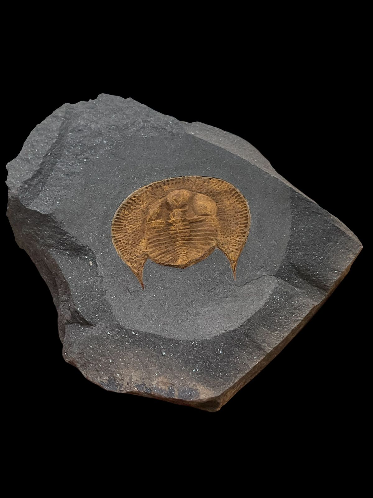 Declivolithus sp from Morocco