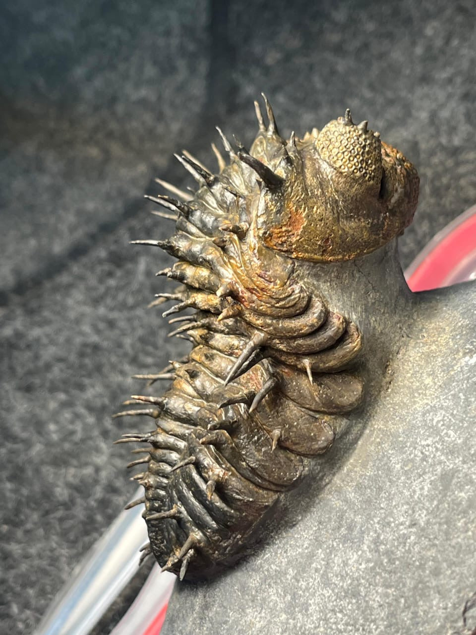 Drotops Armatus — Middle Devonian Trilobite — image 5