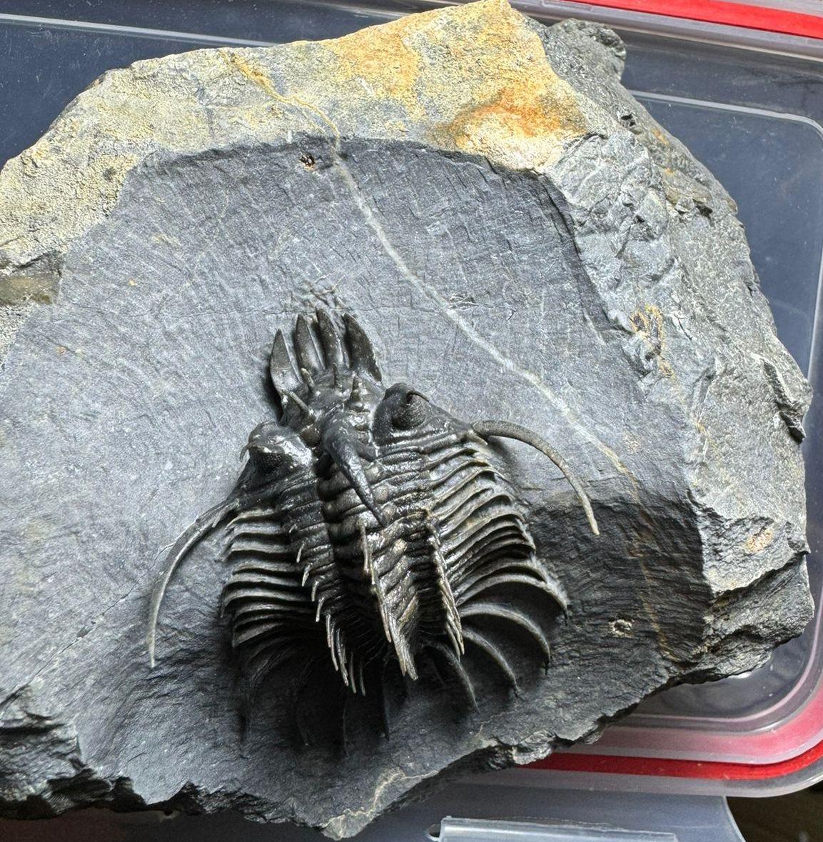 Cyphaspis-Quadrops