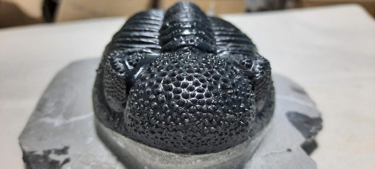 Trilobite Drotops — Large-Eyed Specimen