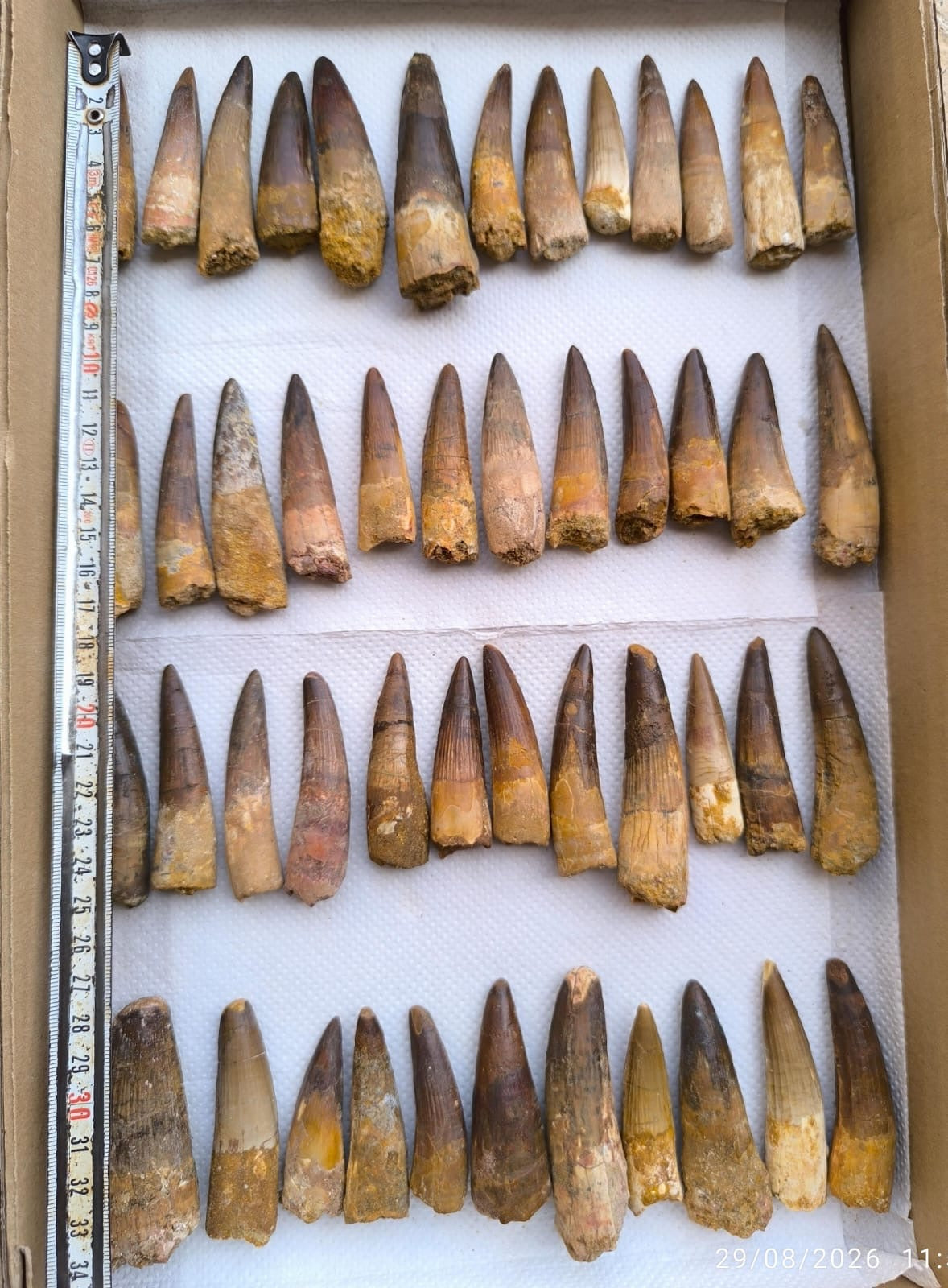Spinosaurus Dinosaur Tooth Fossils - Genuine Spinosaurus Teeth