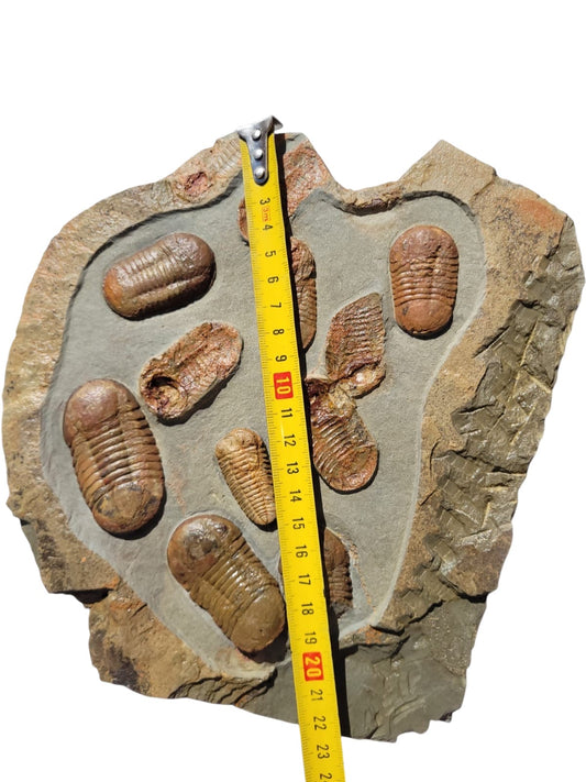Asaphus Group — image 2