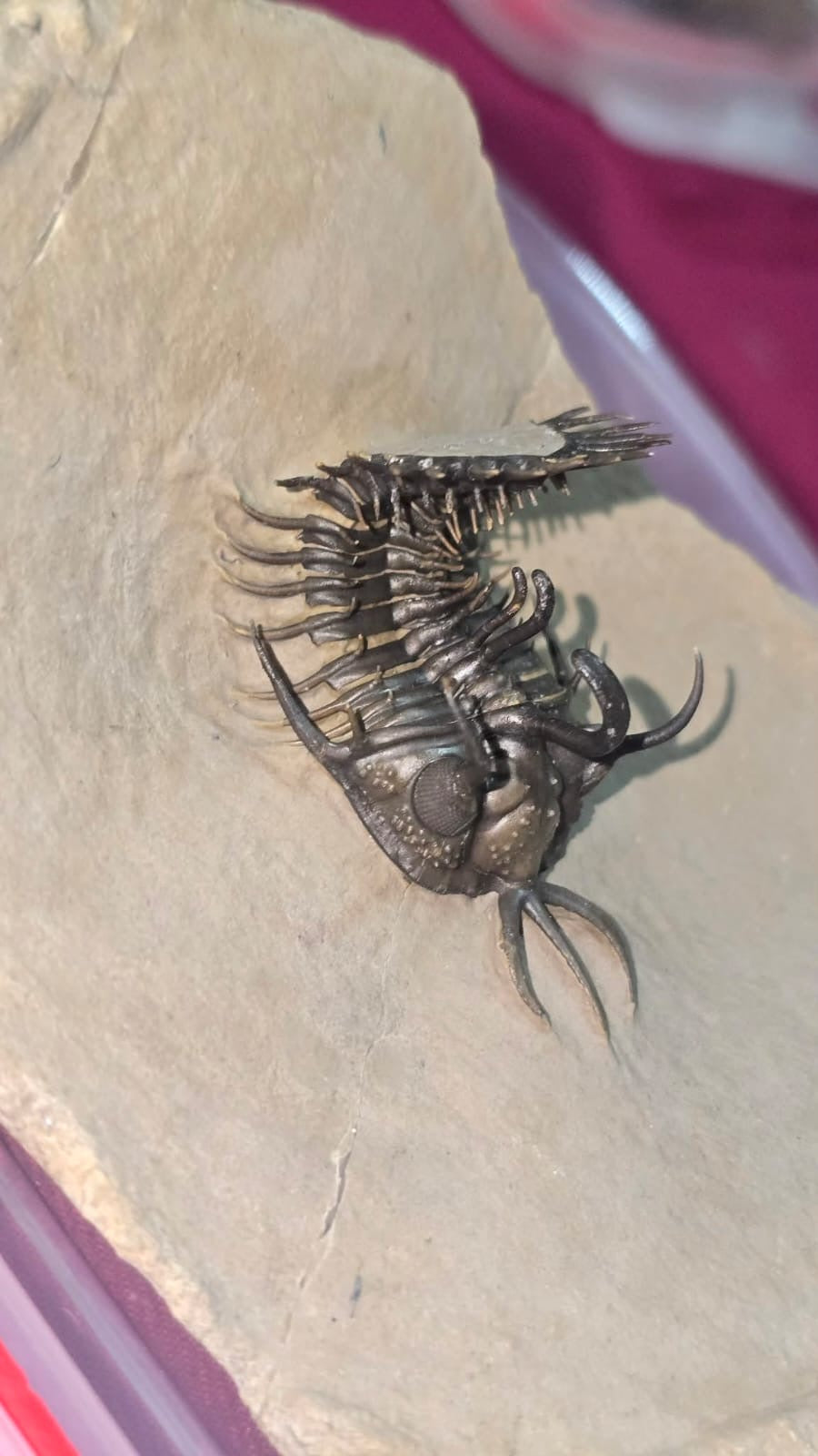 Walliserops Hammi — Spiny Moroccan Trilobite — image 5