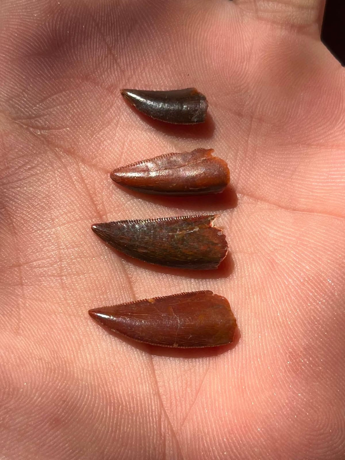Dino Teeth Raptor Tooth Dinosaur Late Cretaceous Raptor