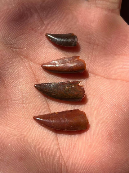 Dino Teeth Raptor Tooth Dinosaur Late Cretaceous Raptor