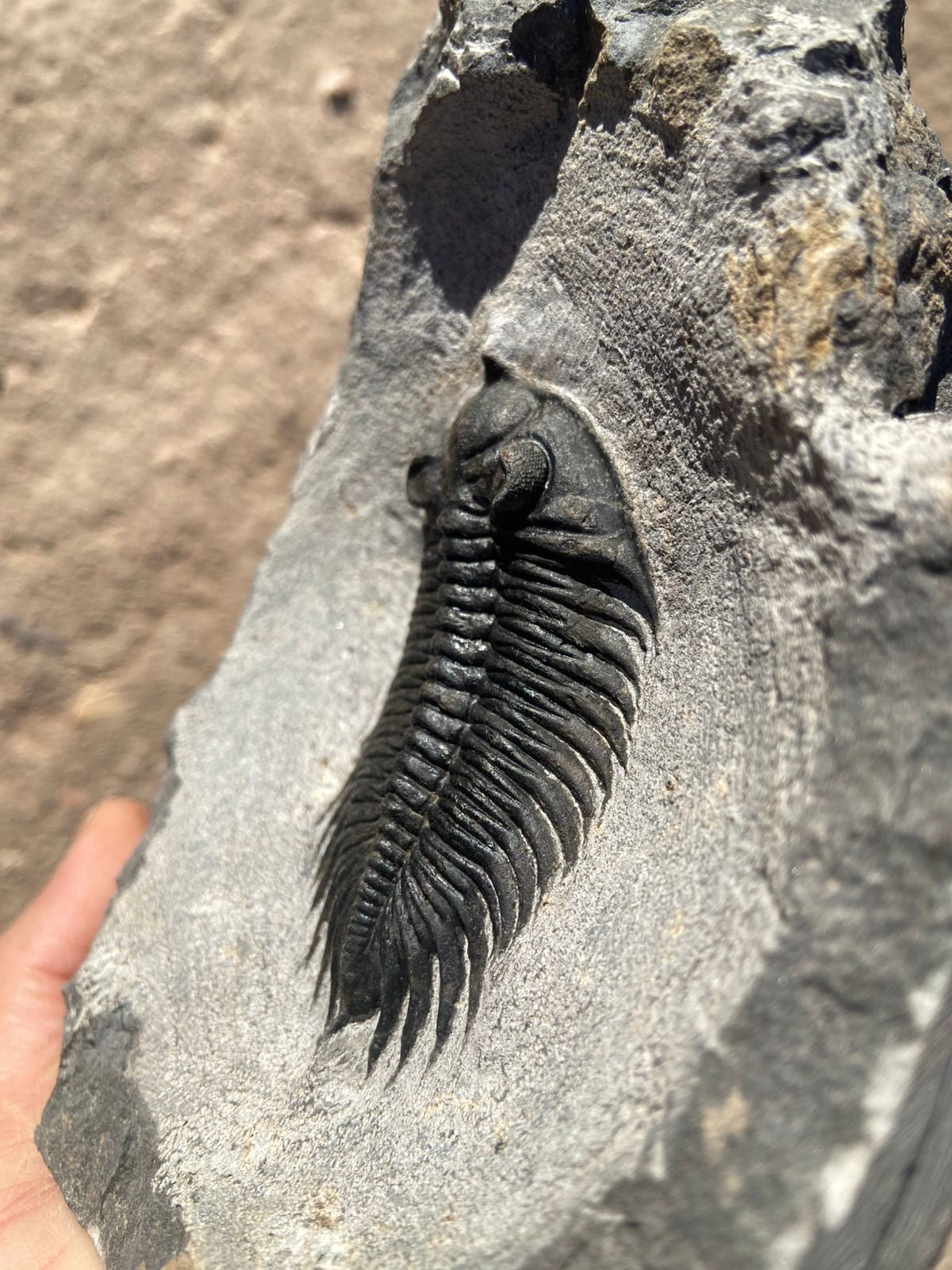Treveropyge Maura Trilobite