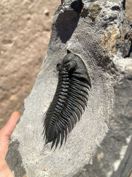 Treveropyge Maura Trilobite