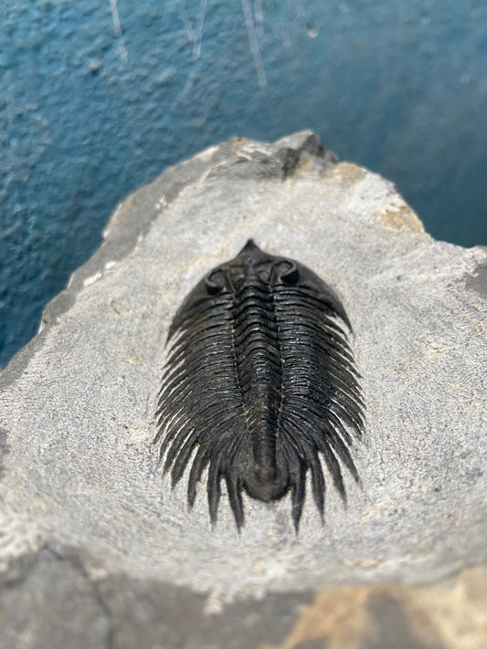 Treveropyge Maura Trilobite