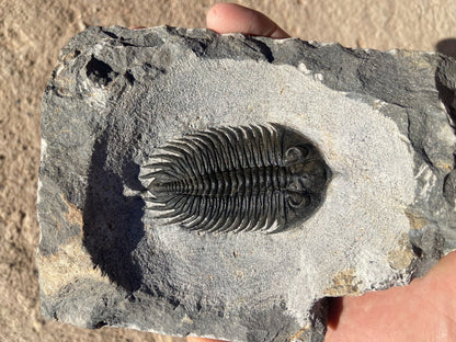 Treveropyge Maura Trilobite