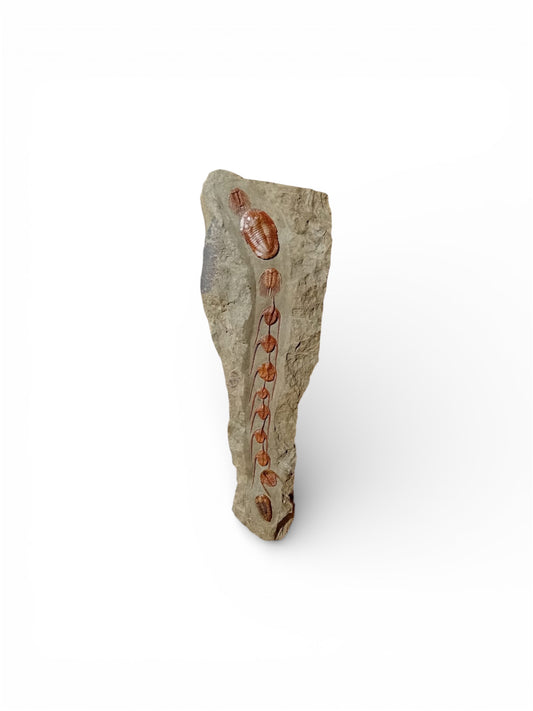 Ampix Priscus — Ordovician Arthropod Fossil — image 1