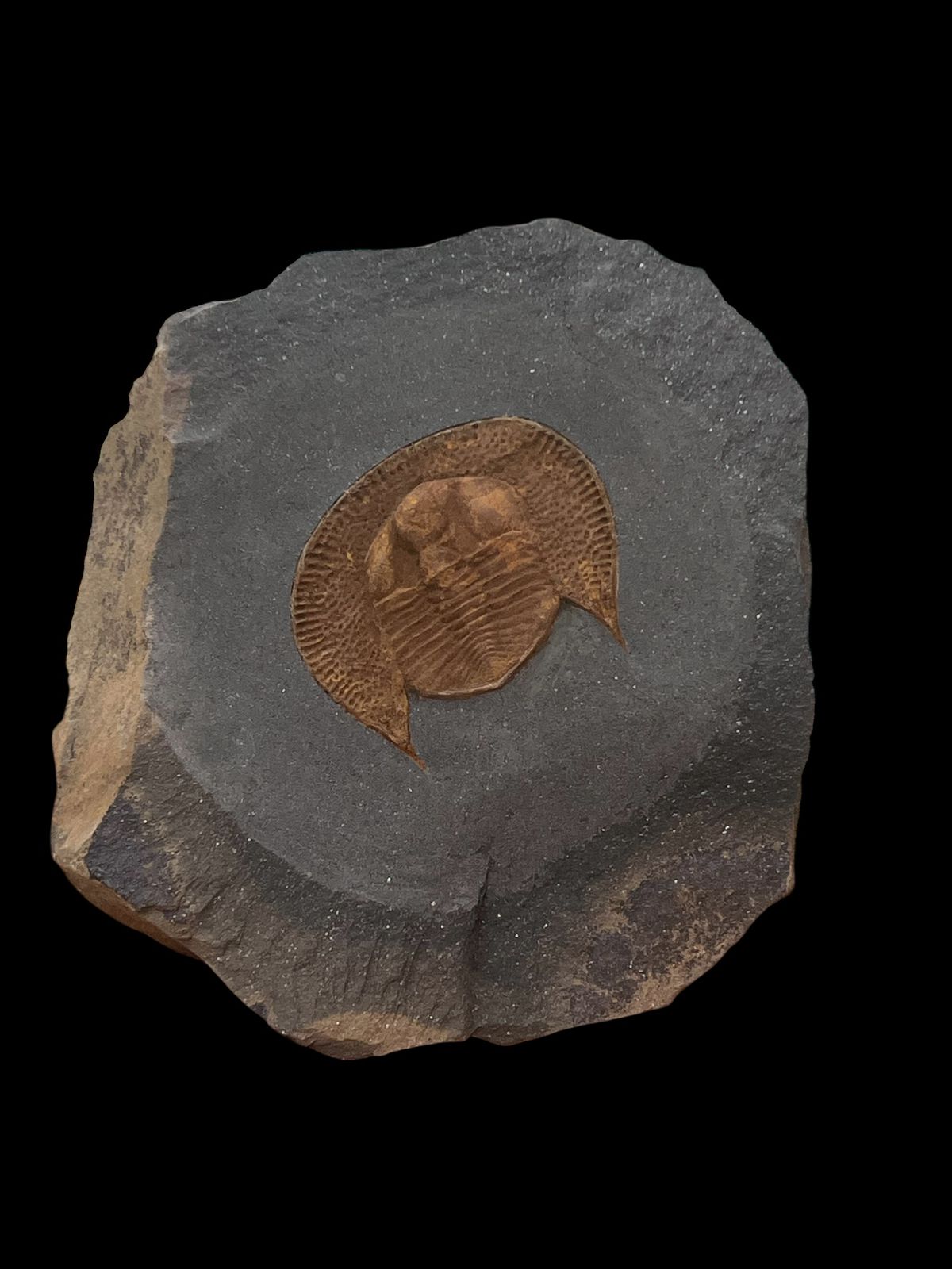 Declivolithus sp