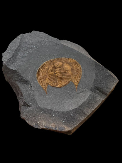 Declivolithus sp from Morocco