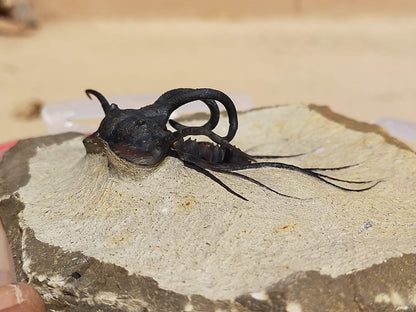 Dicranurus Monstrosus — Natural Spiny Trilobite — image 1