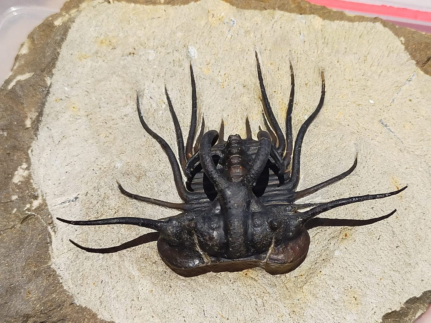 Dicranurus Monstrosus — Natural Spiny Trilobite — image 2