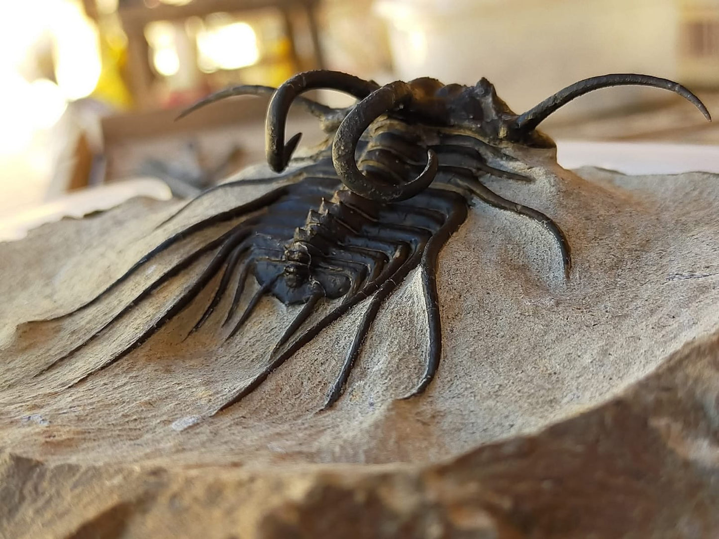 Dicranurus Monstrosus — Natural Spiny Trilobite — image 3