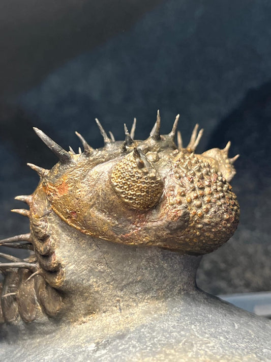 Drotops Armatus — Middle Devonian Trilobite — image 1