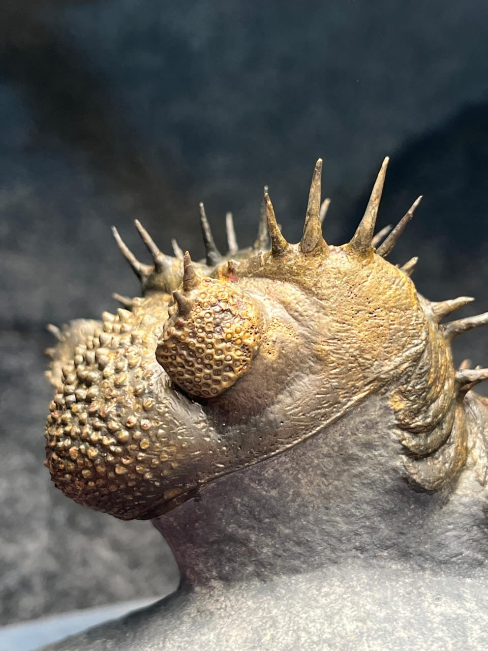 Drotops Armatus — Middle Devonian Trilobite — image 2