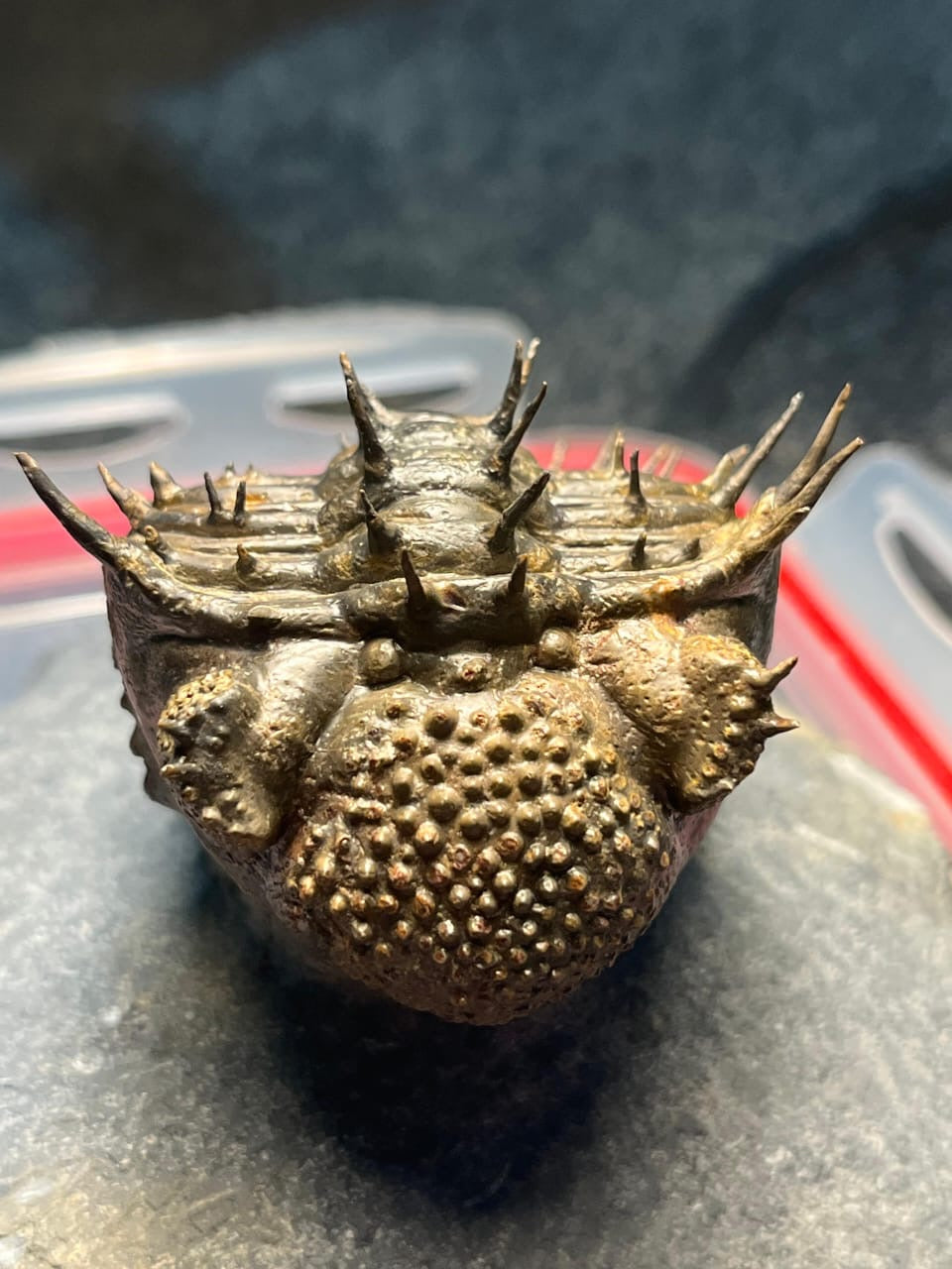 Drotops Armatus — Middle Devonian Trilobite — image 3