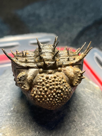 Drotops Armatus — Middle Devonian Trilobite — image 3