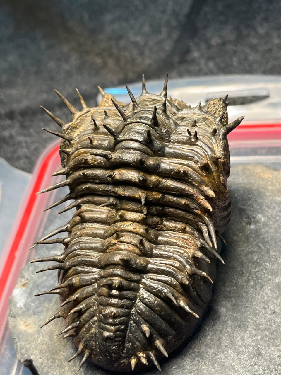Drotops Armatus — Middle Devonian Trilobite — image 4