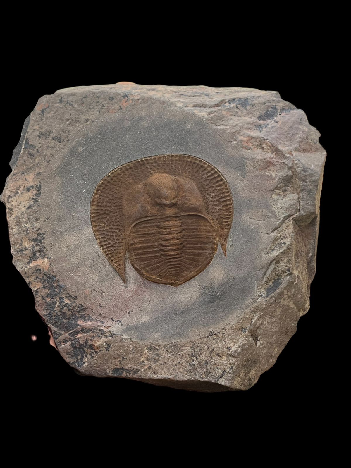 Moroccan Declivolithus sp