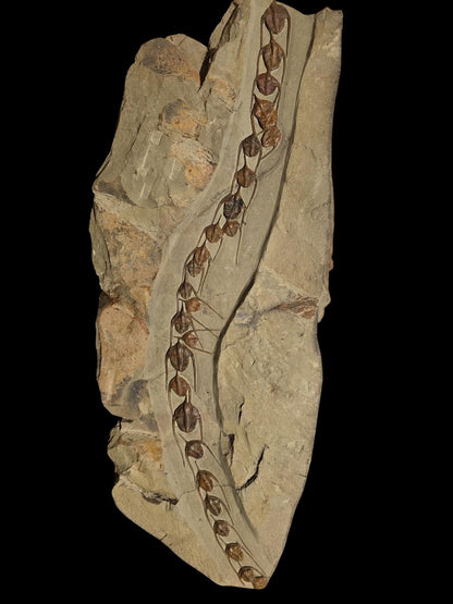 Ampix Priscus — Ordovician Arthropod Fossil