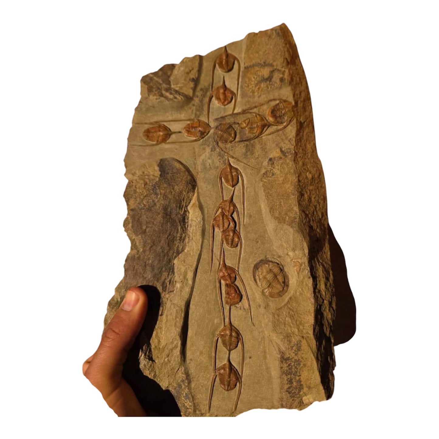 Ampix Priscus — Ordovician Arthropod Fossil