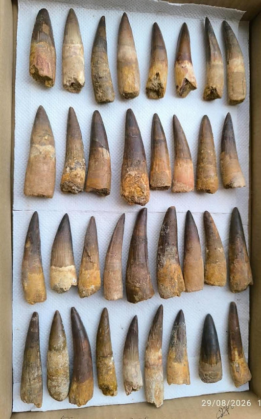 Spinosaurus Dinosaur Tooth Fossils - Genuine Spinosaurus Teeth