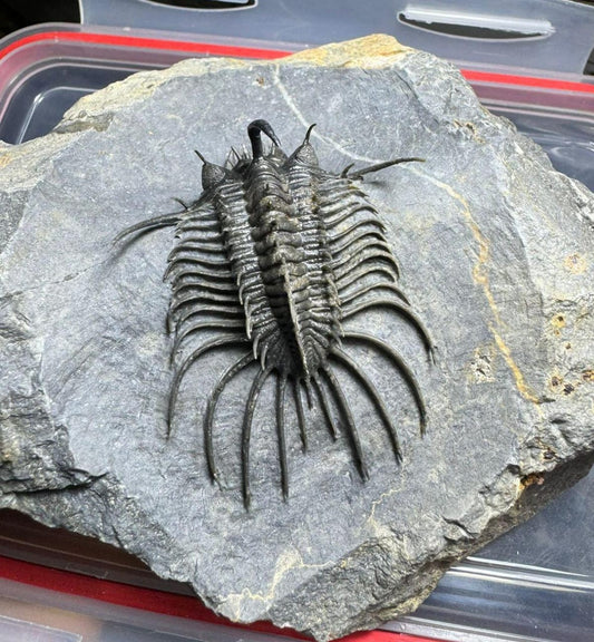 Cyphaspis-Quadrops
