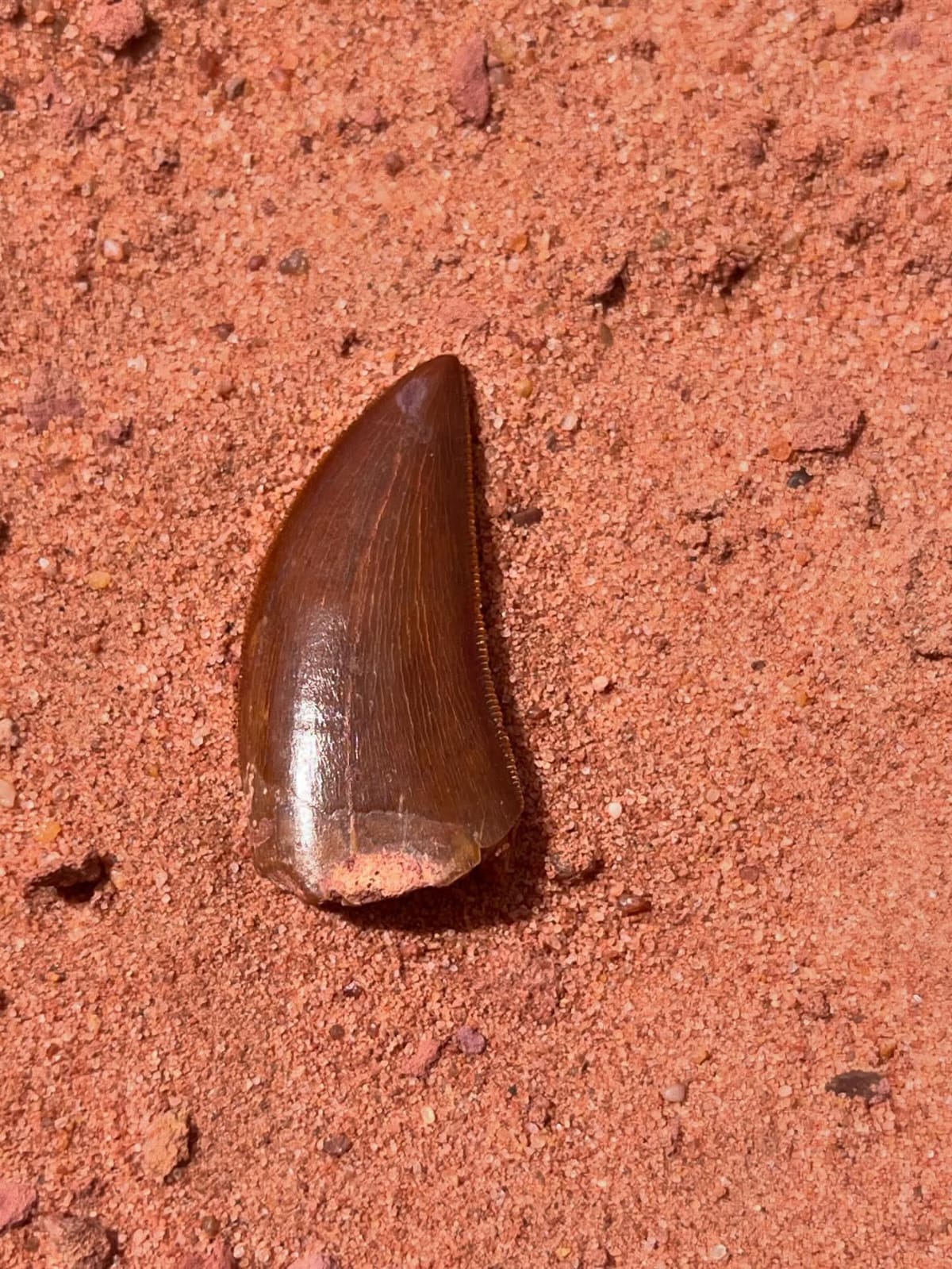 Carcharodontosaurus Tooth — Cretaceous Dinosaur Fossil