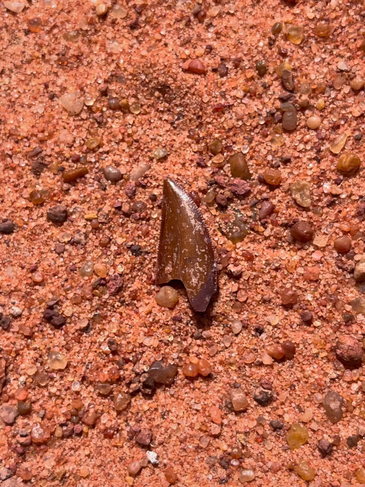 Carcharodontosaurus Tooth — Cretaceous Dinosaur Fossil