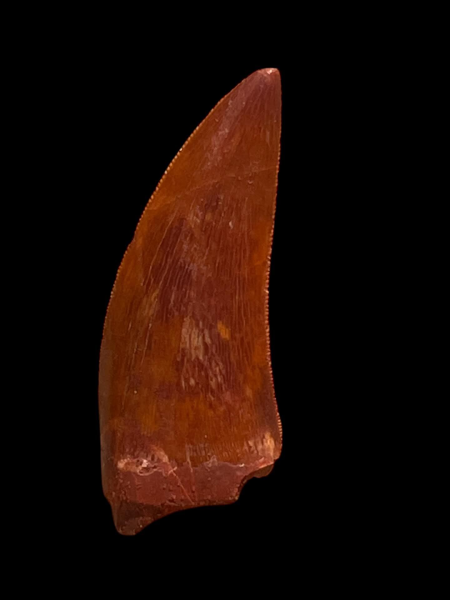 Carcharodontosaurus Tooth — Cretaceous Dinosaur Fossil