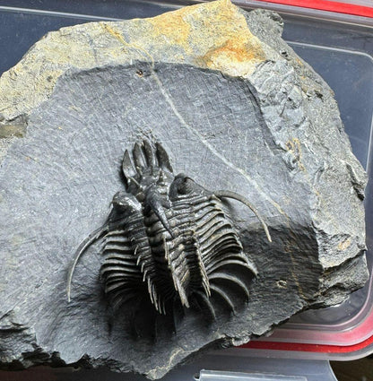 Cyphaspis-Quadrops