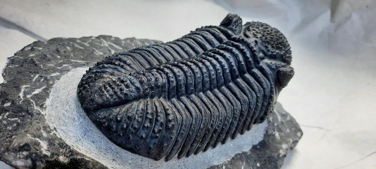 Trilobite Drotops — Large-Eyed Specimen