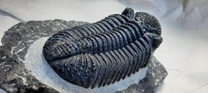 Trilobite Drotops — Large-Eyed Specimen