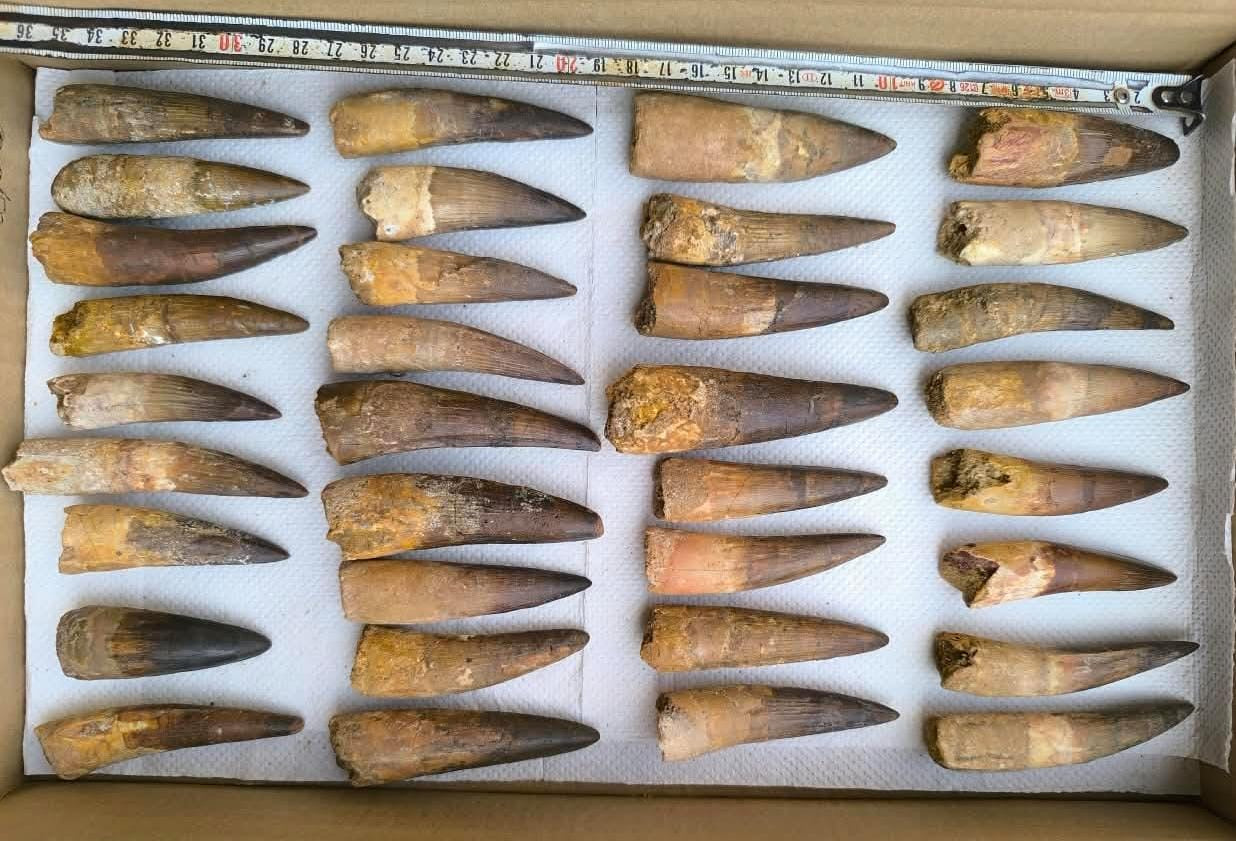 Spinosaurus Dinosaur Tooth Fossils - Genuine Spinosaurus Teeth