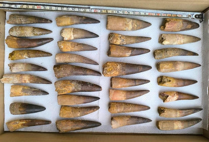Spinosaurus Dinosaur Tooth Fossils - Genuine Spinosaurus Teeth