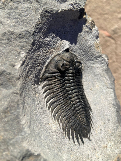 Treveropyge Maura Trilobite