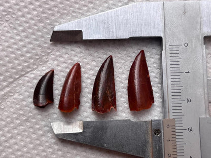 Dino Teeth Raptor Tooth Dinosaur Late Cretaceous Raptor