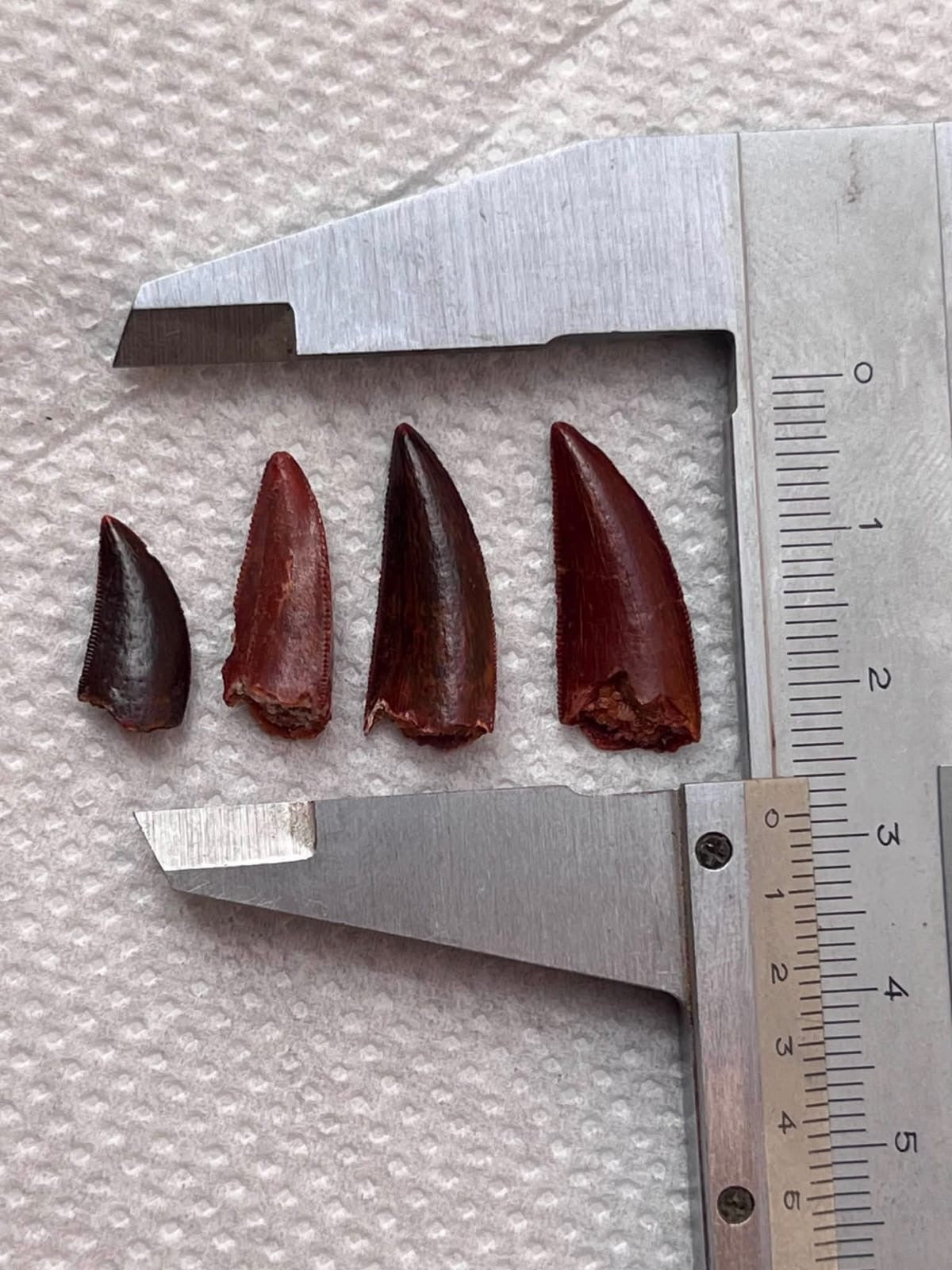 Dino Teeth Raptor Tooth Dinosaur Late Cretaceous Raptor