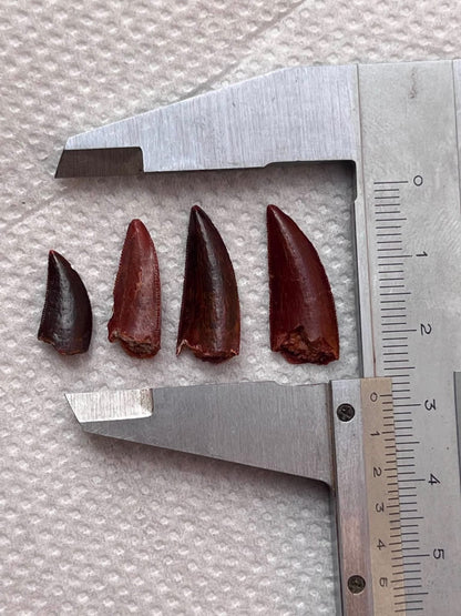 Dino Teeth Raptor Tooth Dinosaur Late Cretaceous Raptor
