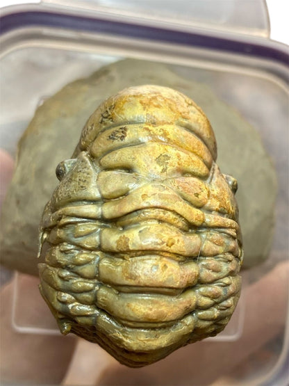 Crotalocephalus Trilobite — Devonian — image 1