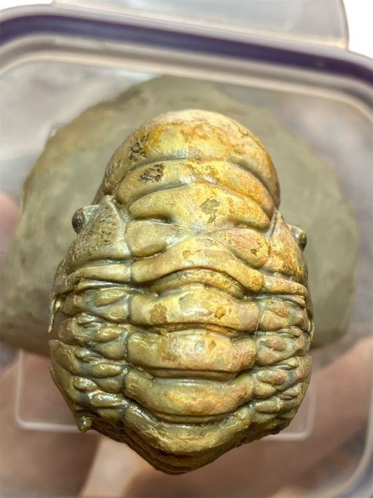 Crotalocephalus Trilobite — Devonian — image 1