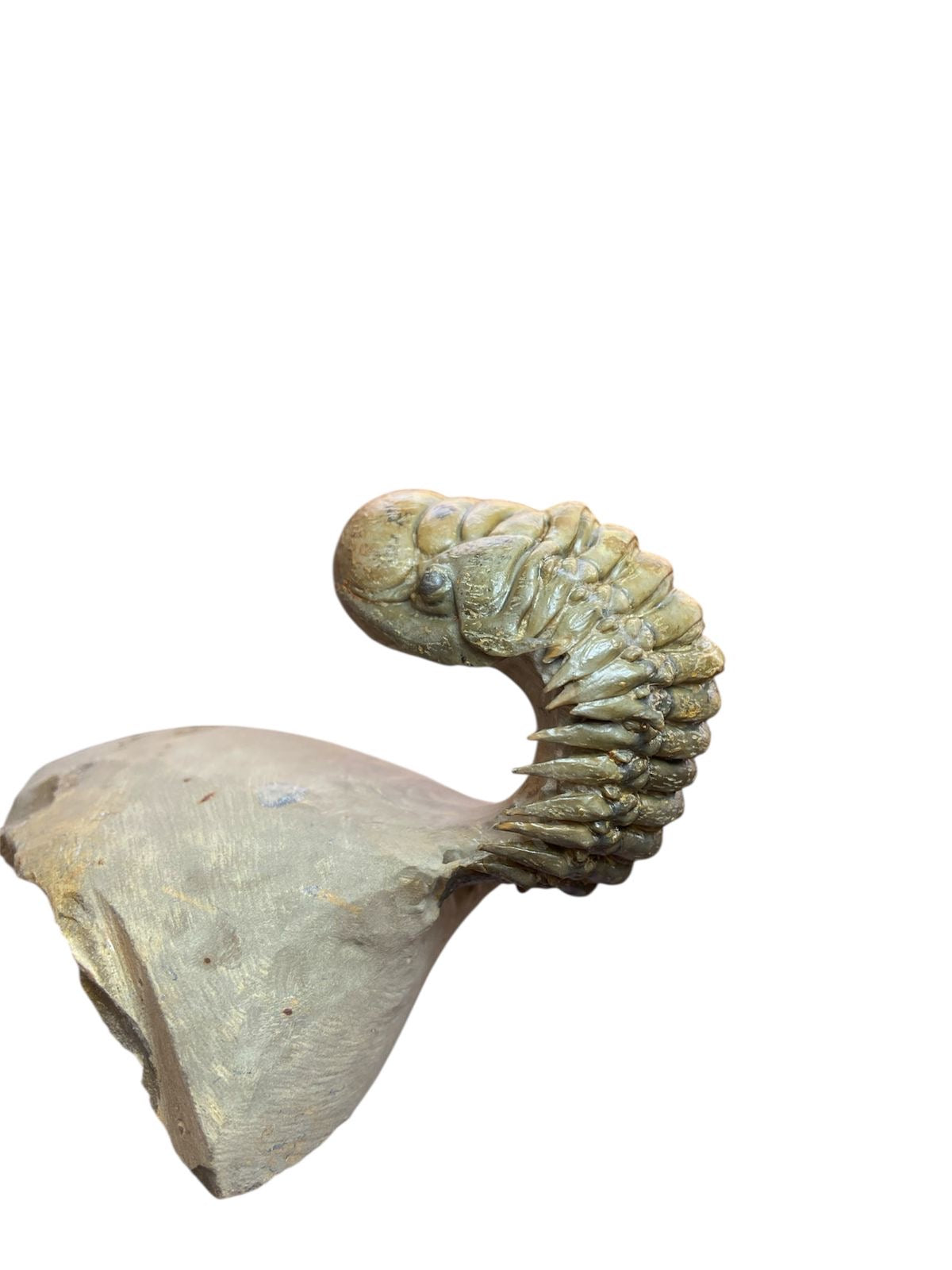 Crotalocephalus Trilobite — Devonian — image 2
