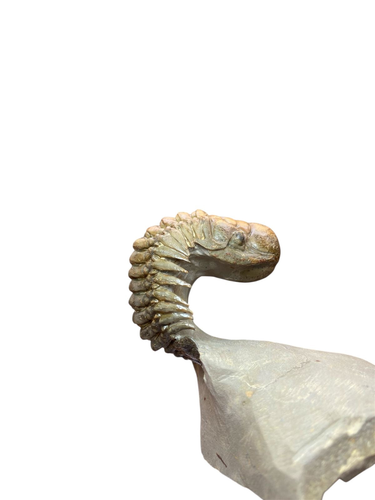 Crotalocephalus Trilobite — Devonian — image 3