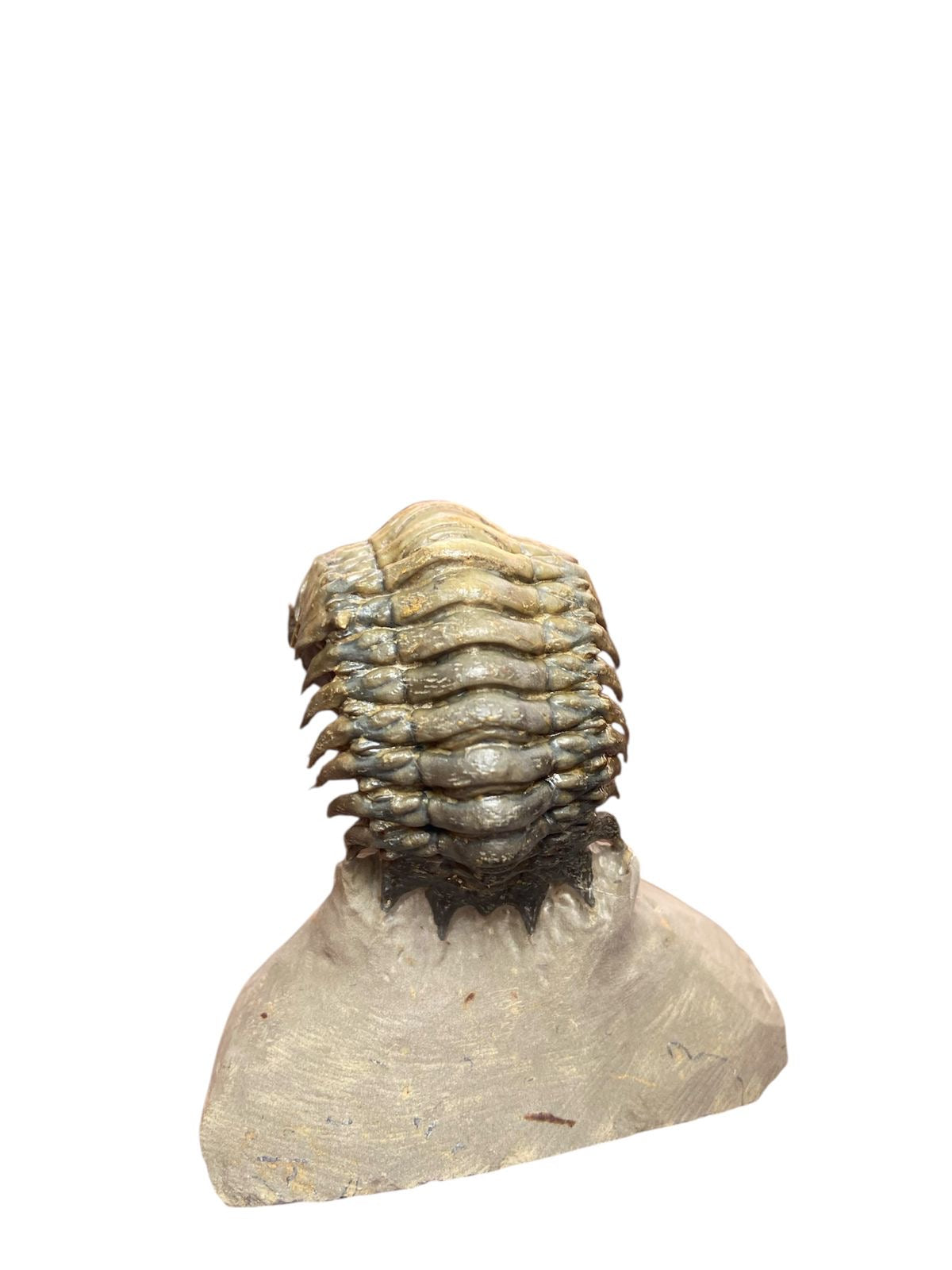 Crotalocephalus Trilobite — Devonian — image 4