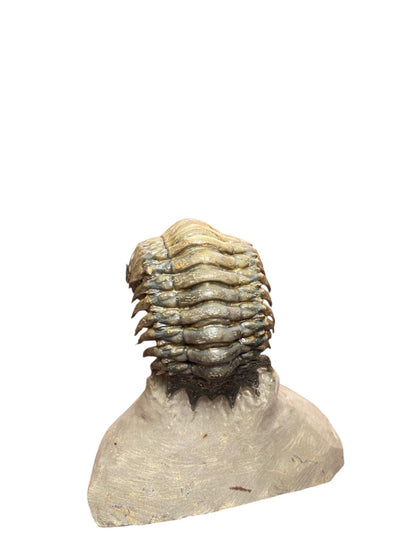 Crotalocephalus Trilobite — Devonian — image 4