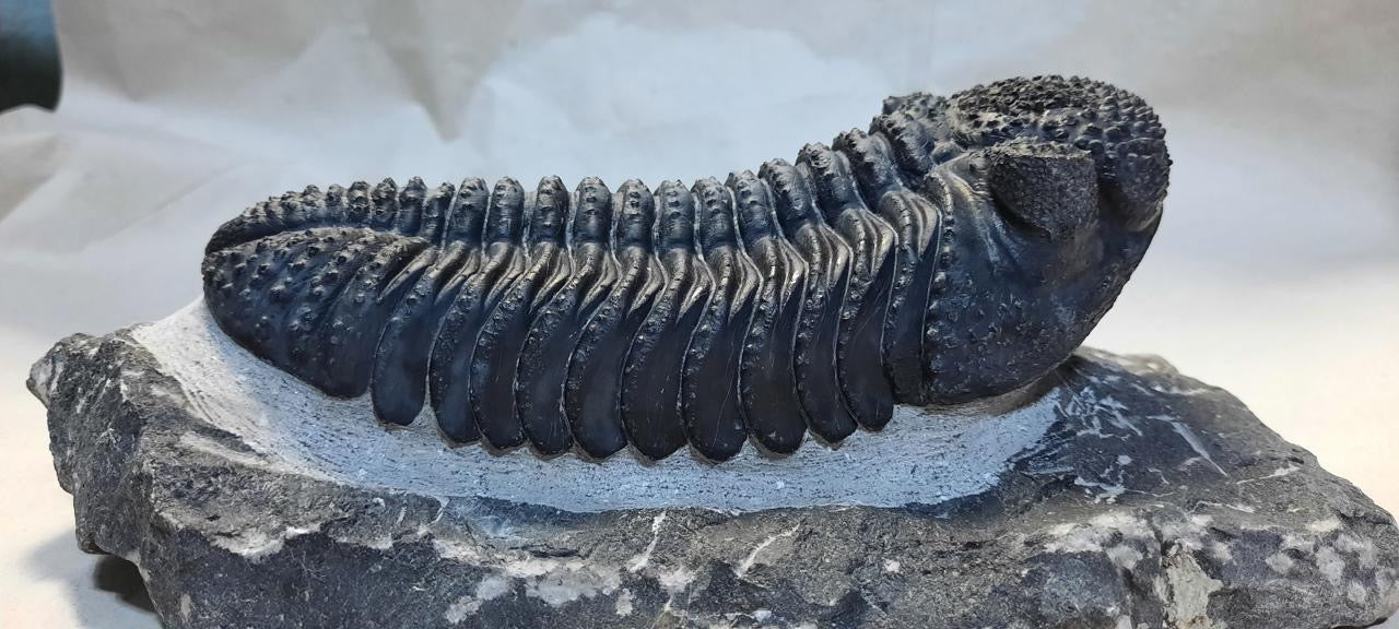 Trilobite Drotops — Large-Eyed Specimen