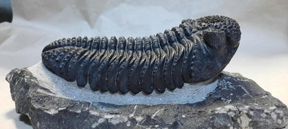 Trilobite Drotops — Large-Eyed Specimen