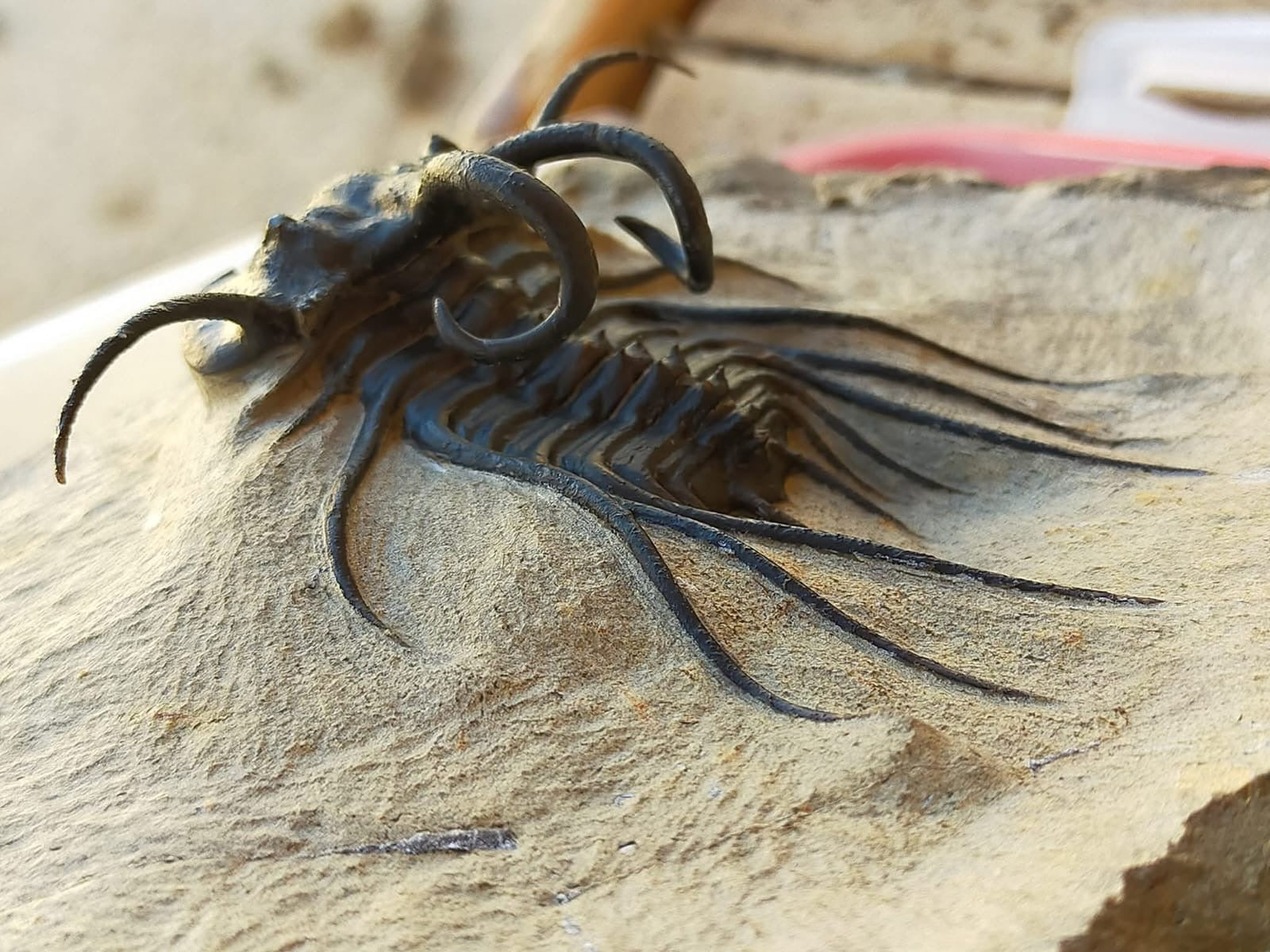 Dicranurus Monstrosus — Natural Spiny Trilobite — image 4